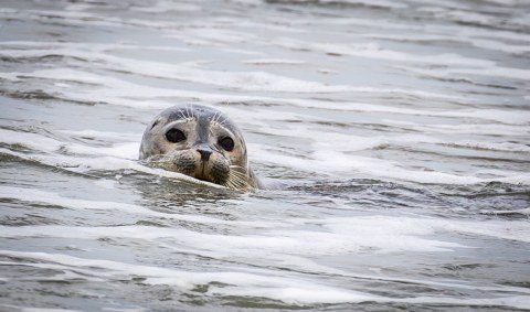 SadSeal