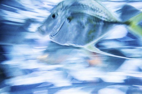 HappyFish